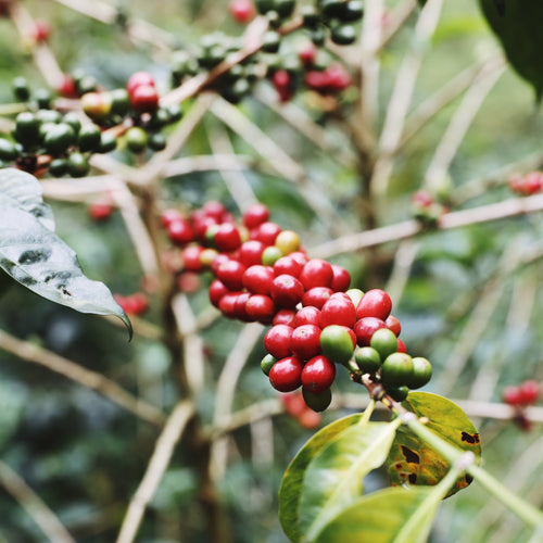 Onyx Coffee Academy: Coffee 101